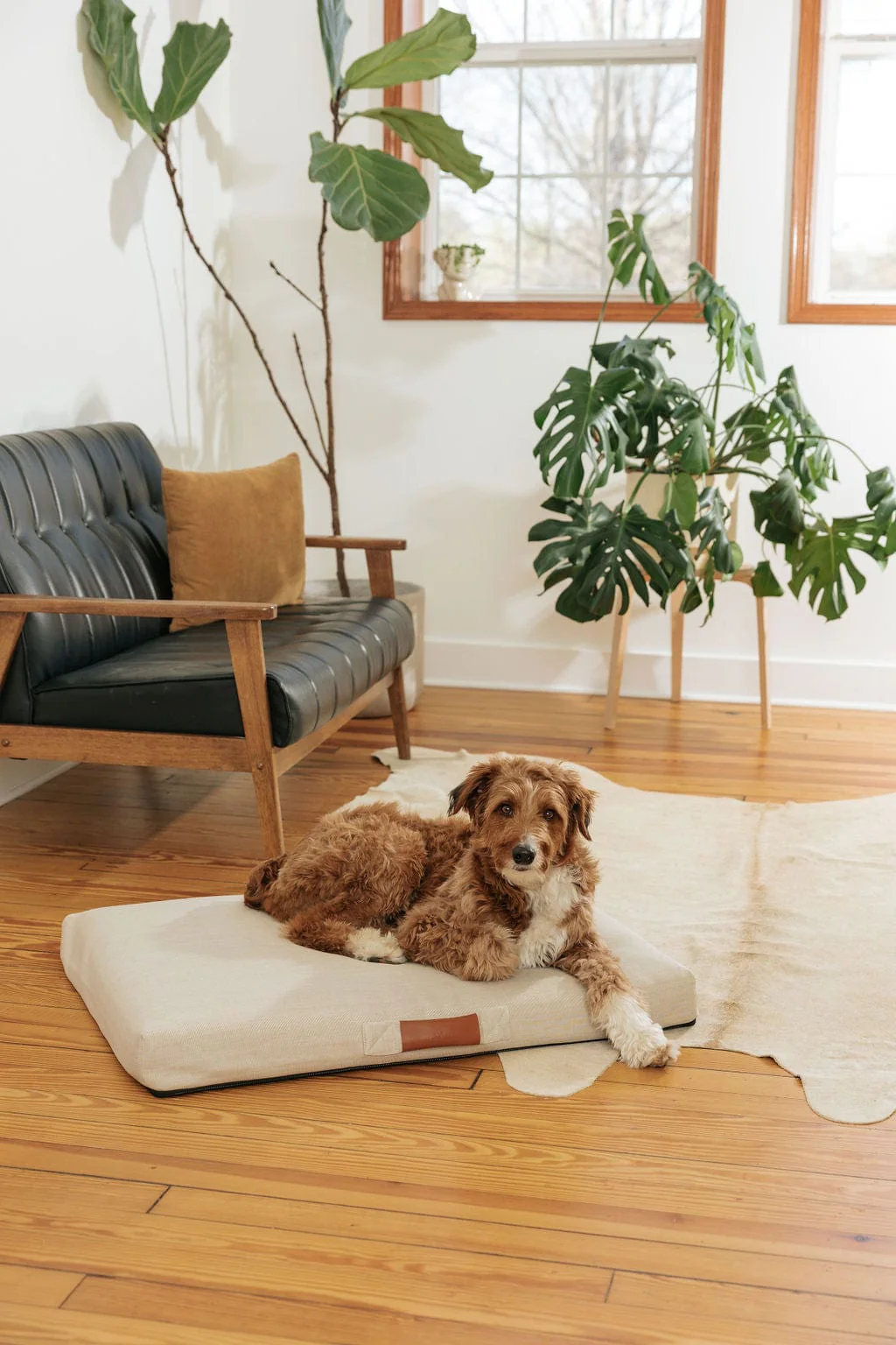 Ecru | Modern Dog Bed or Bed Cover - Image 2